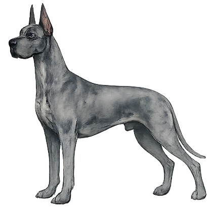 Blue Great Dane