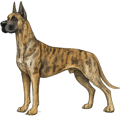Brindle Great Dane