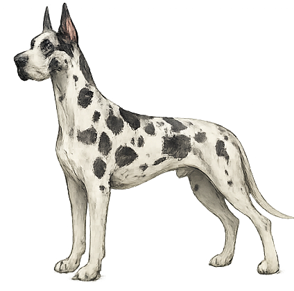 Harlequin Great Dane