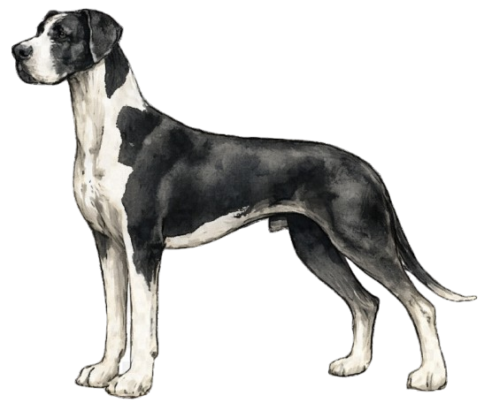 Mantle Great Dane