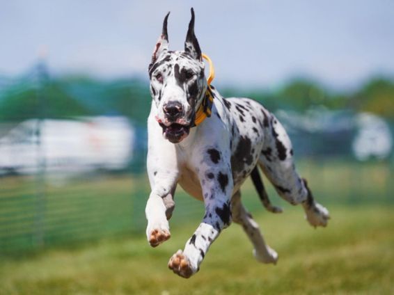 Harlequin Great Dane in action at a Lake Shore Great Dane Club event