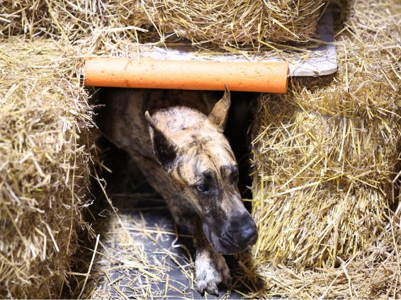Brindle Great Dane puppy playing at a club community event