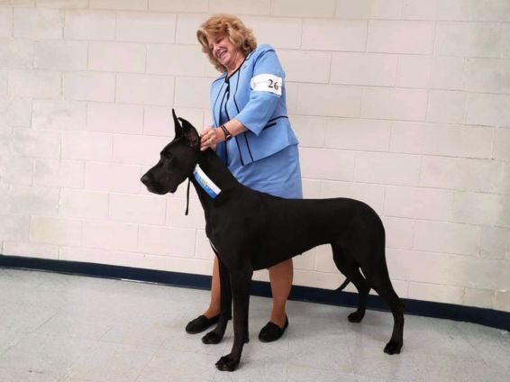 Black Great Dane in the show ring at an indoor dog show