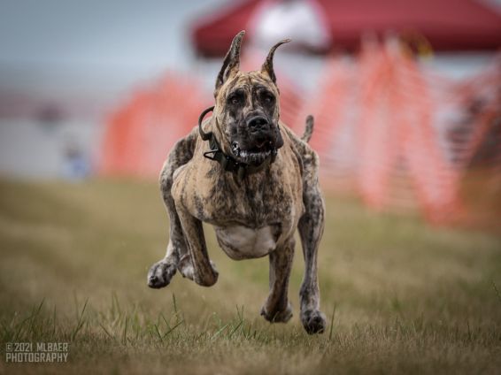 Brindle Great Dane running in a lure coursing event