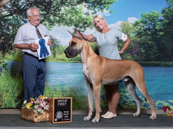 Fawn Great Dane Group First winner at a conformation show