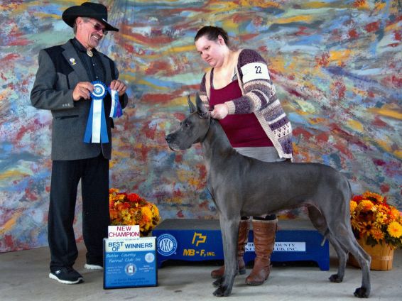 Blue Great Dane New Champion Best of Winners
