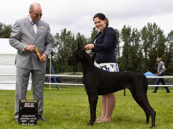 Black Great Dane New Champion at a kennel club event