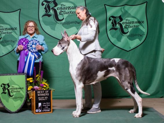 Great Dane Best of Winners at the Renaissance Cluster show