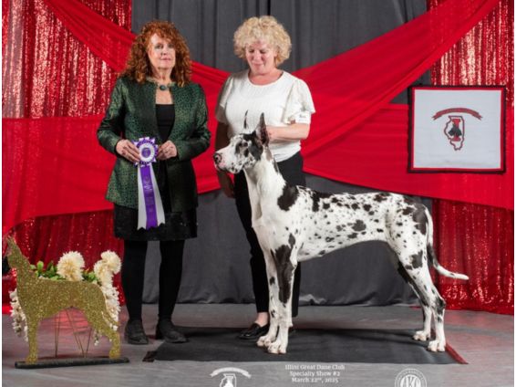 Harlequin Great Dane winner at an Illinois Great Dane specialty