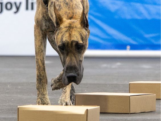 Brindle Great Dane competing in AKC scent work