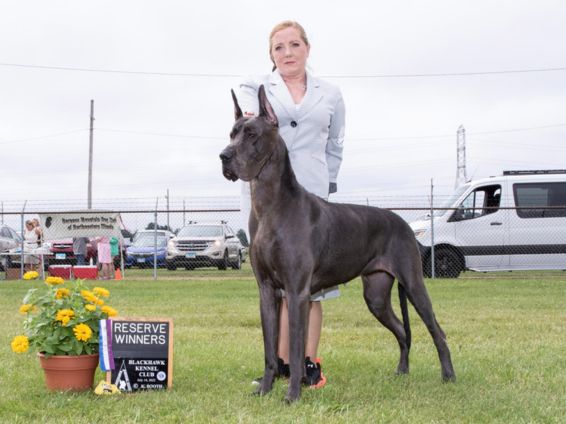 Blue Great Dane Reserve Winners at an Illinois dog show
