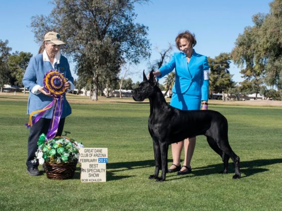 Black Great Dane Best in Specialty at an AKC Great Dane show
