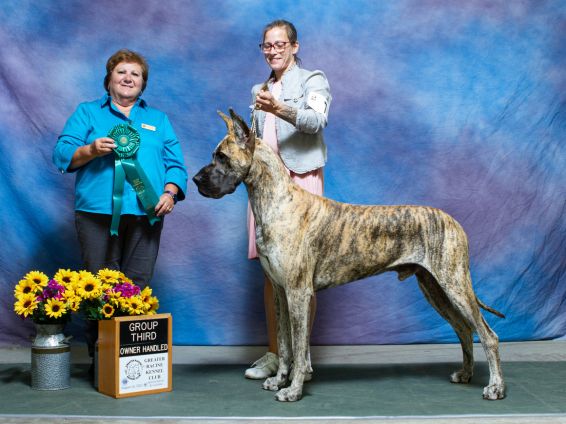 Brindle Great Dane Group Third placement at an AKC conformation show