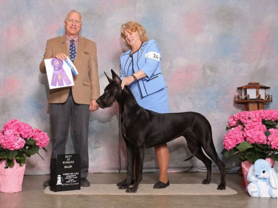 Black Great Dane Best of Winners at an AKC dog show event