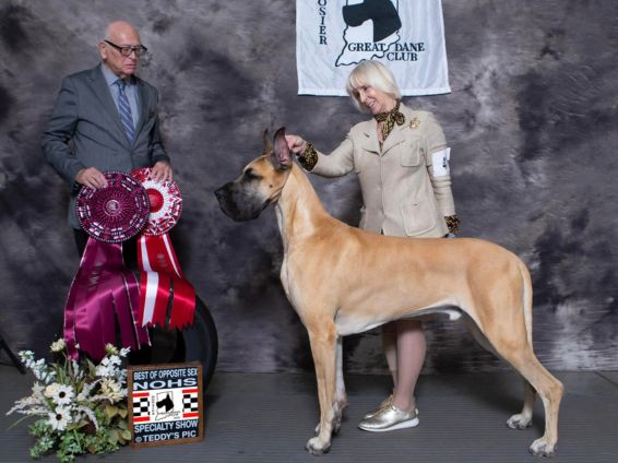 Fawn Great Dane Best of Opposite Sex at a Great Dane specialty