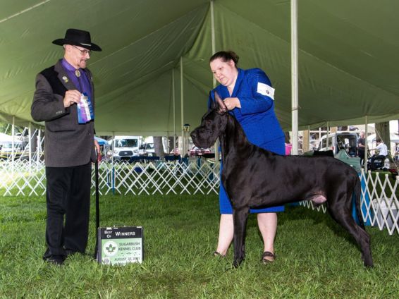Black Great Dane Winners at an outdoor AKC conformation show